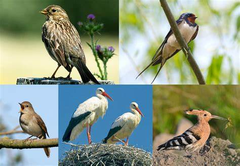 Zile dedicate Păsărilor şi Arborilor: Săptămana lunii mai cu #focustogreenecolife
