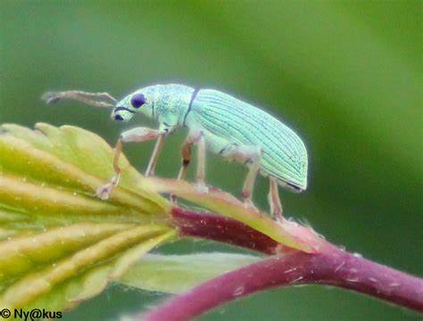 Declinul insectelor la nivel global și ce se poate face pentru a-l stopa
