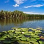 Acționând local pentru un impact global. Diversitatea Biologică și rolul apei la #focustogreenecolife