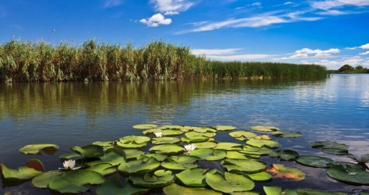 Acționând local pentru un impact global. Diversitatea Biologică și rolul apei la #focustogreenecolife